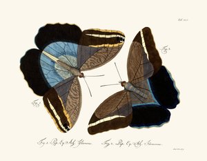 Butterflies