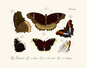 Butterflies