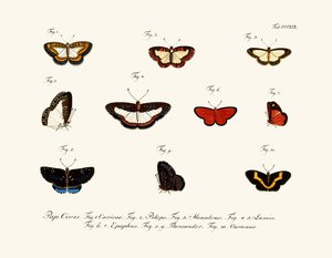 Butterflies by German School