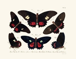 Butterflies