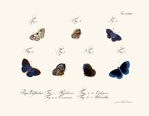 Butterflies by German School