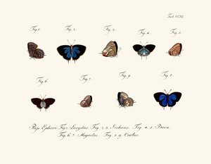 Butterflies by German School