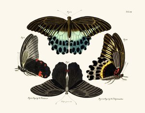 Butterflies