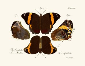 Butterflies