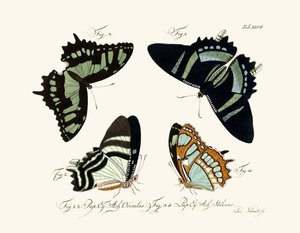 Butterflies