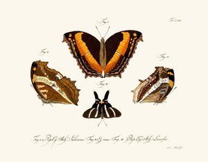 Butterflies by German School