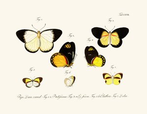 Butterflies by German School
