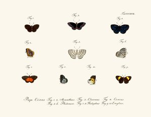 Butterflies by German School