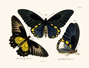 Butterflies
