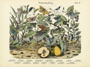 Butterflies by German School