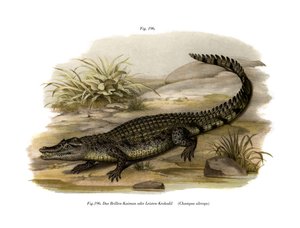 Caiman