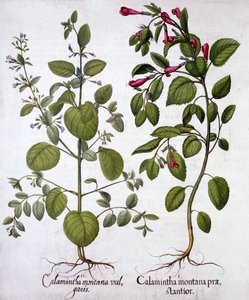Calamints, from Hortus Eystettensis