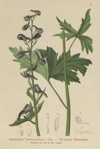 Candle Larkspur by German School