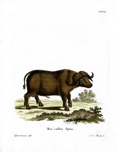 Cape Buffalo