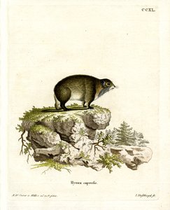 Cape Hyrax