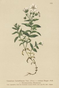 Carinthian Mouse-ear by German School