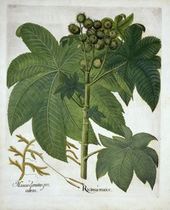 Castor Oil Plant, from Hortus Eystettensis by German School