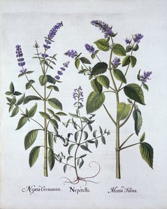 Catmint and Catnip, from Hortus Eystettensis by German School
