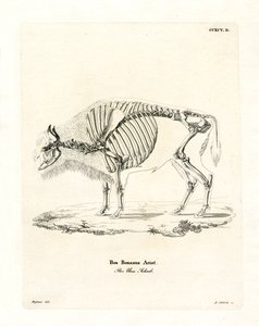 Cattle Skeleton by German School