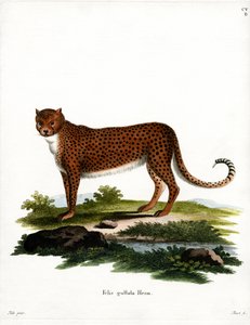 Cheetah