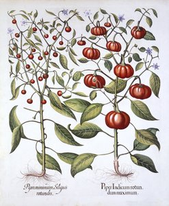 Chili Pepper [Nightshade Family], from Hortus Eystettensis by German School