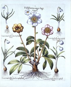 Christmas Rose and Snowdrop Variations, from Hortus Eystettensis by German School