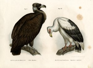Cinereous Vulture