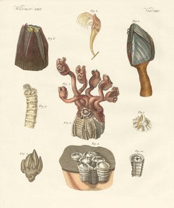 Cirrhipodas, Bristleworms or brachiopods