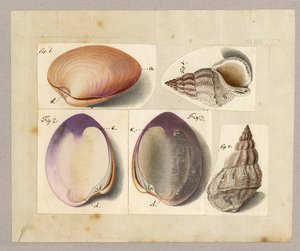Clam and Sea Snail: Venus Mercenaria Linnaei, Buccino Glacioli Linnaei, 1785