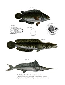 Climbing Perch by German School