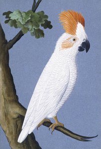Cockatoo