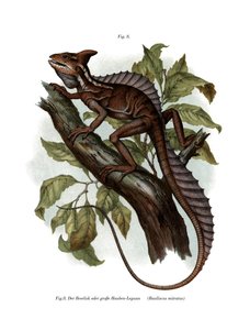 Common Basilisk