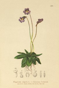 Common Butterwort