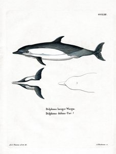 Common Dolphin