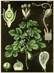 Common Fig by German School