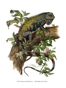 Common Iguana