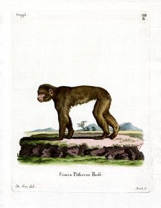 Common Macaque