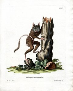 Common Mouse Opossum by German School