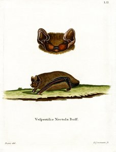 Common Noctule Bat by German School