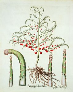 Common asparagus in flower and fruit, from the Hortus Eystettensis by Basil Besler, pub. 1613