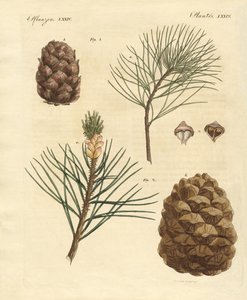 Coniferous woods with eatable fruits by German School