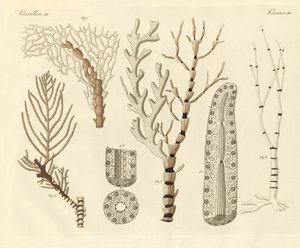Coral Polyps