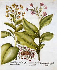 Cranberry and Flowering Tobacco, from Hortus Eystettensis