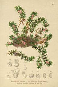 Crowberry