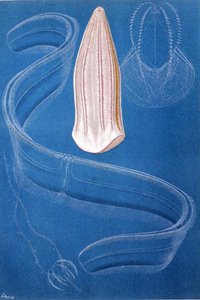 Ctenophores, plate from "Brehms Tierleben: Allgemeine Kunde des Tierreichs", vol.10, p.546, published by Bibliographisches Institut
