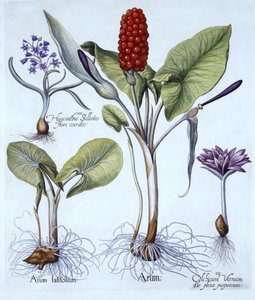 Cuckoo Pint, Spring Meadow Saffron, Star Hyacinth, from Hortus Eystettensis by German School