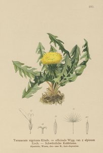 Dandelion