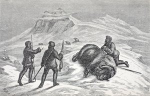 Death of the Musk Ox, London 1874 by German School