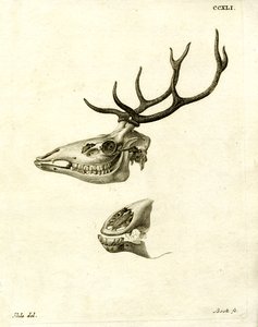 Deer Antlers