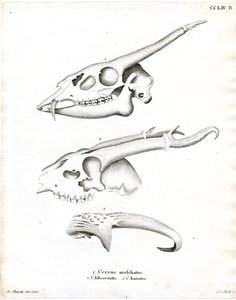 Deer Antlers by German School
